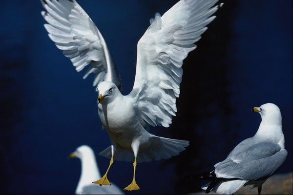 707080 Seagull A4 Photo Print