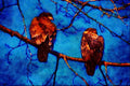 707081 Immature Bald Eagles A4 Limited Edition Watercolour Print
