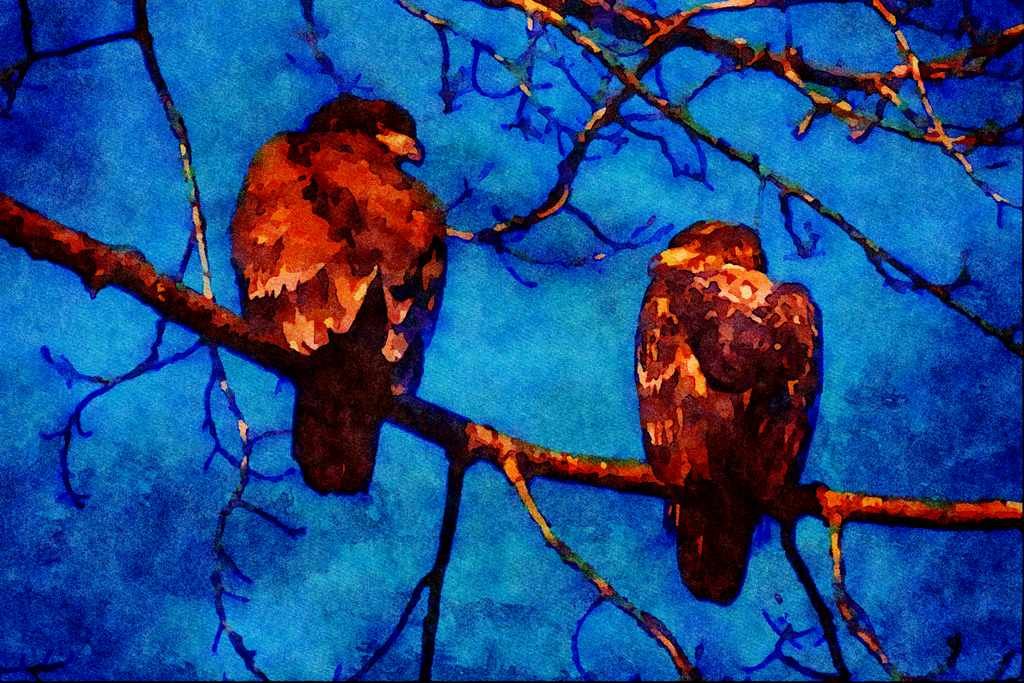 707081 Immature Bald Eagles A4 Limited Edition Watercolour Print