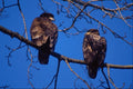 707081 Immature Bald Eagles A4 Photo Print