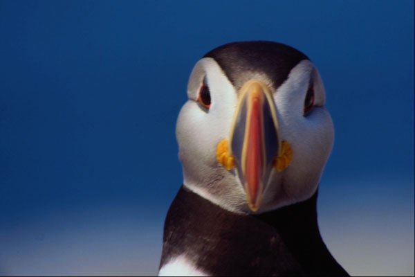 707082 Atlantic Puffin From Machia Island, Maine, U.S.A. A4 Photo Print