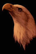 707083 Bald Eagle, Moonlight A4 Photo Print