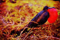 707084 Great Frigate Bird, Genovesa Island, Galapagos Islands A4 Limited Edition Watercolour Print