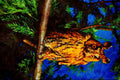 707085 Long eared Owl A4 Limited Edition Watercolour Print
