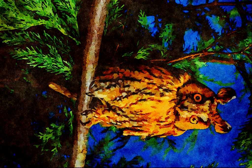 707085 Long eared Owl A4 Limited Edition Watercolour Print