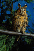 707085 Long eared Owl A4 Photo Print