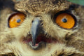 707086 Close up Of Eyes Of Eagle Owl A4 Photo Print