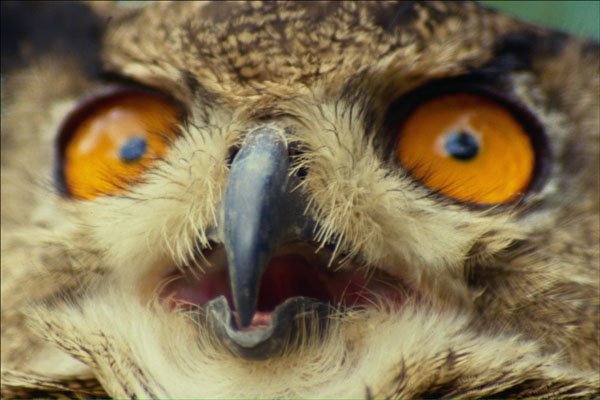 707086 Close up Of Eyes Of Eagle Owl A4 Photo Print