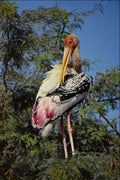 707088 Painted Stork A4 Photo Print