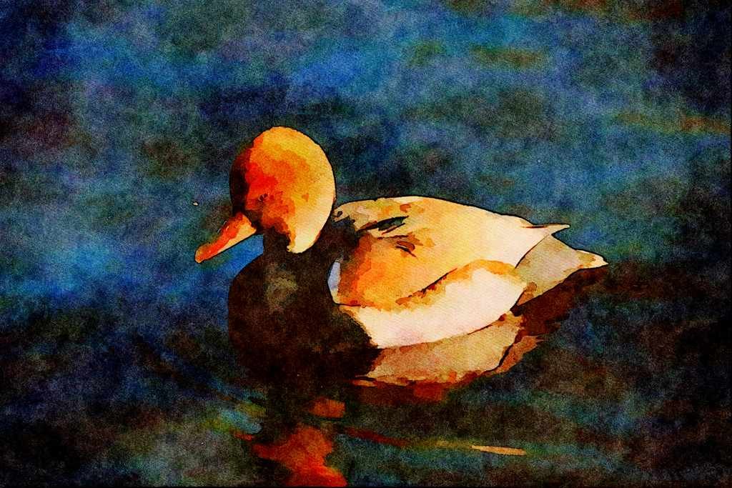707089 Red crested Pochard A4 Limited Edition Watercolour Print