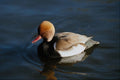 707089 Red crested Pochard A4 Photo Print