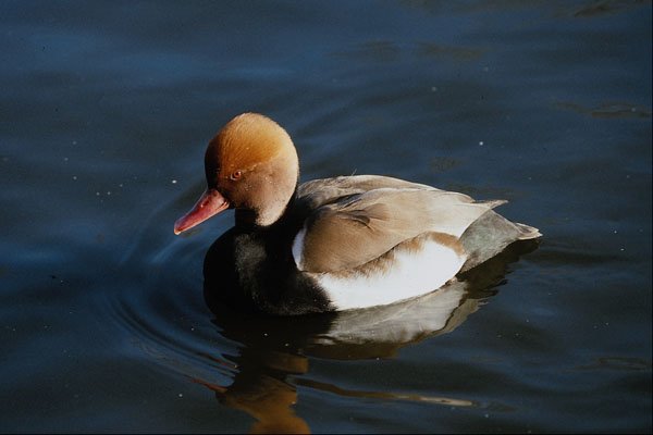 707089 Red crested Pochard A4 Photo Print
