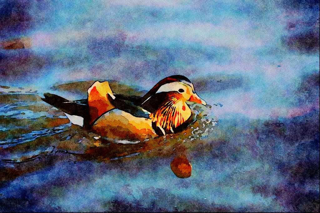 707090 Mandarin Duck A4 Limited Edition Watercolour Print