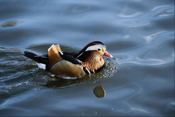 707090 Mandarin Duck A4 Photo Print