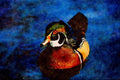 707091 Carolina Duck A4 Limited Edition Watercolour Print