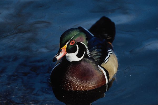 707091 Carolina Duck A4 Photo Print