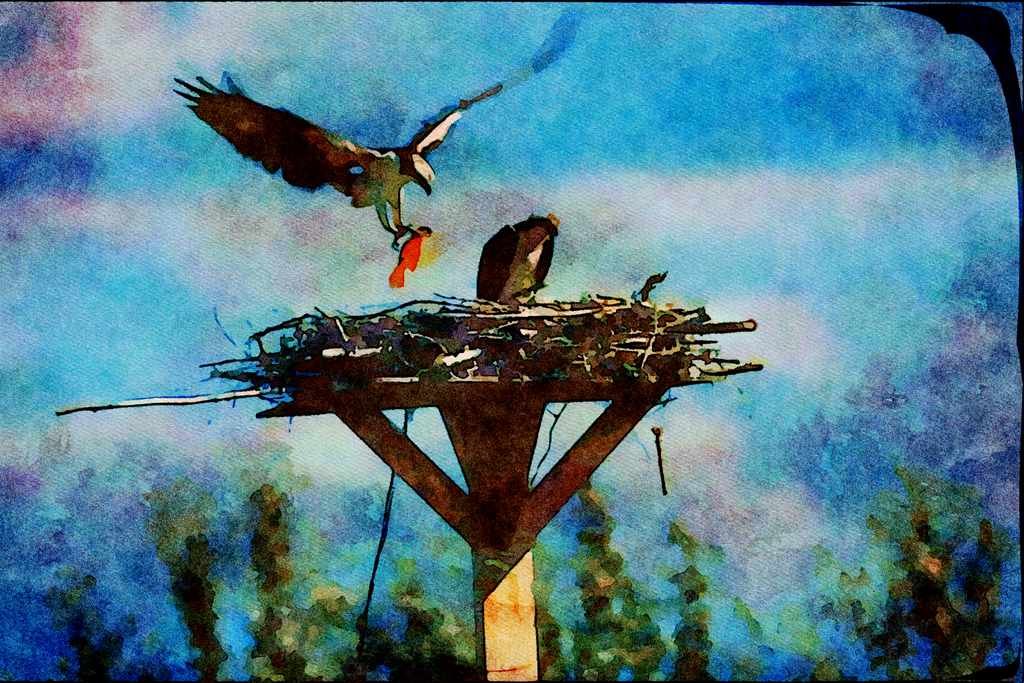 707092 Osprey With Fish For Chicks, Pandion Haliaetus, Flathead A4 Limited Edition Watercolour Print