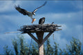 707092 Osprey With Fish For Chicks, Pandion Haliaetus, Flathead A4 Photo Print