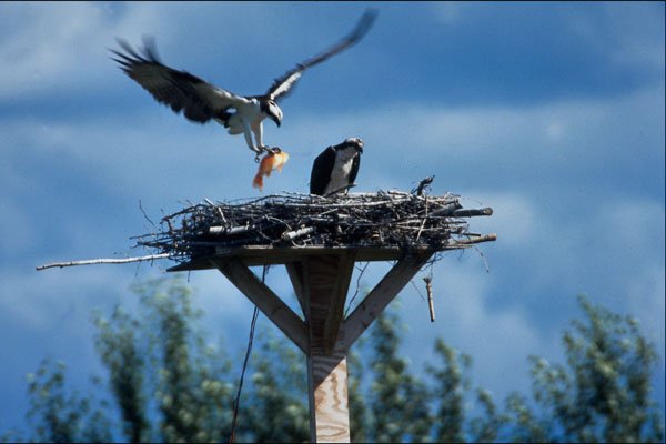 707092 Osprey With Fish For Chicks, Pandion Haliaetus, Flathead A4 Photo Print