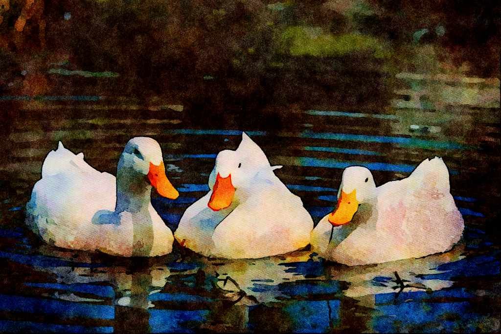 707093 Ducks A4 Limited Edition Watercolour Print