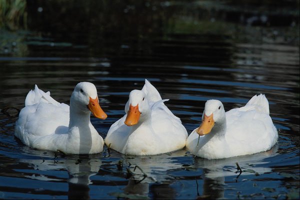 707093 Ducks A4 Photo Print