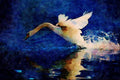 707094 Swan Taking Off A4 Limited Edition Watercolour Print