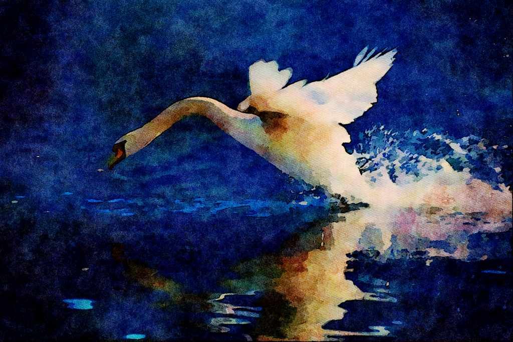 707094 Swan Taking Off A4 Limited Edition Watercolour Print