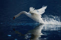 707094 Swan Taking Off A4 Photo Print