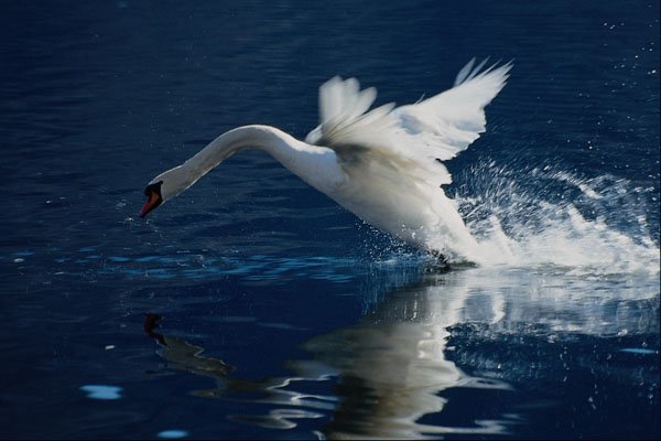 707094 Swan Taking Off A4 Photo Print