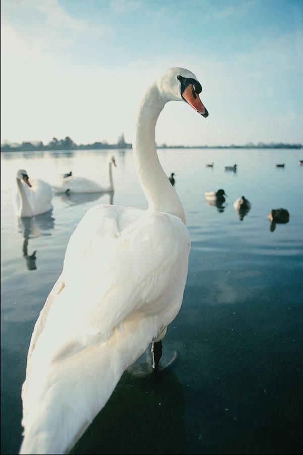 707095 Mute Swan, Bosham, Hampshire A4 Photo Print