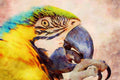 707096 Macaw A4 Limited Edition Watercolour Print