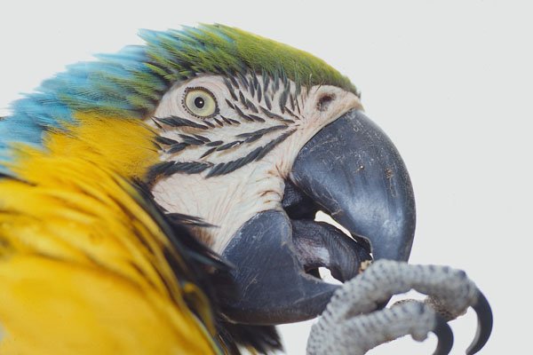 707096 Macaw A4 Photo Print