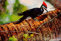 707097 Pileated Woodpecker A4 Limited Edition Watercolour Print