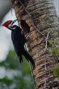 707097 Pileated Woodpecker A4 Photo Print