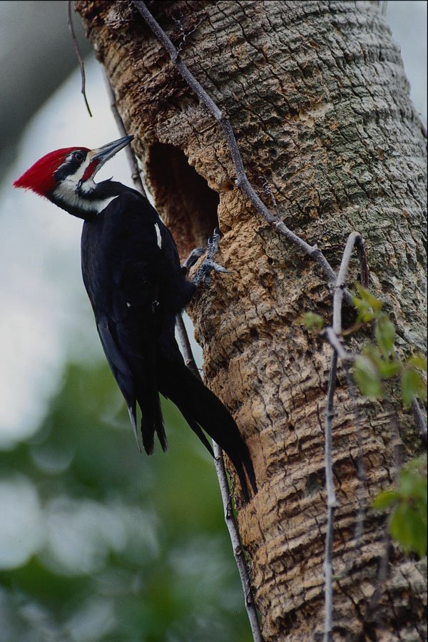 707097 Pileated Woodpecker A4 Photo Print