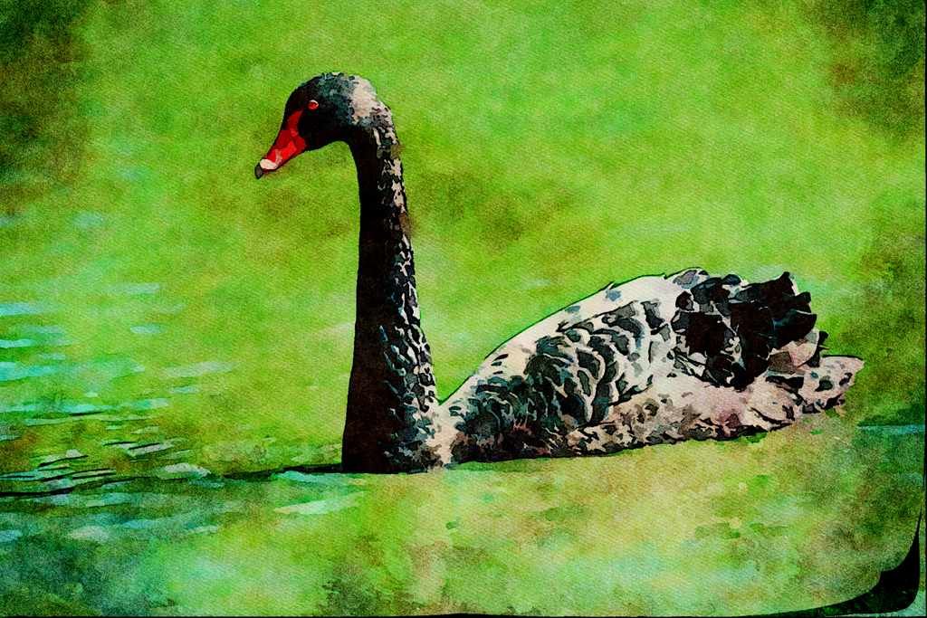 707098 Black Swan, Australia A4 Limited Edition Watercolour Print