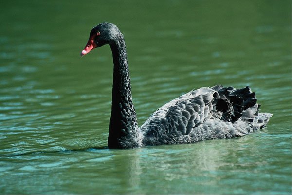 707098 Black Swan, Australia A4 Photo Print