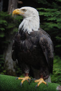 707099 Bald Eagle, Sitka, Alaska, U.S.A. A4 Photo Print