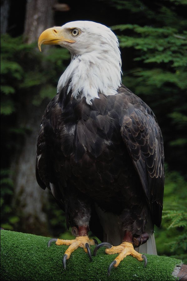 707099 Bald Eagle, Sitka, Alaska, U.S.A. A4 Photo Print