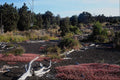 708003 Devastation Trail, Hawaii, U.S.A. A4 Photo Print