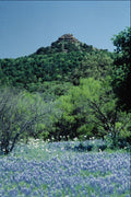708005 Bluebonnets, Llano, Texas, U.S.A. A4 Photo Print