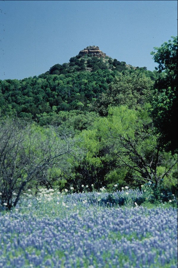 708005 Bluebonnets, Llano, Texas, U.S.A. A4 Photo Print