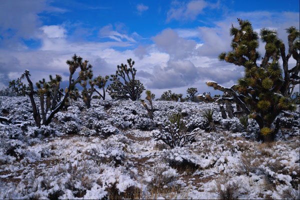 708006 Joshua Trees, Meadview, Arizona, U.S.A. A4 Photo Print