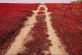 708014 Backroads In Blueberry Fields, New Brunswick, Canada A4 Photo Print