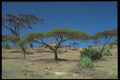 708018 Lakeside Scene At Lake Langano, Ethiopia A4 Photo Print