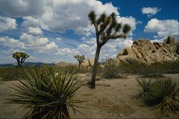 708022 Joshua Tree National Park, California, U.S.A. A4 Photo Print