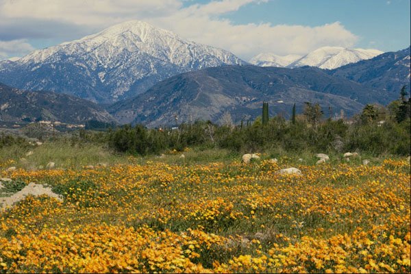 708023 San Bernardino Mountains, Snow, Flowers A4 Photo Print