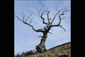 708025 Gnarled Tree A4 Photo Print