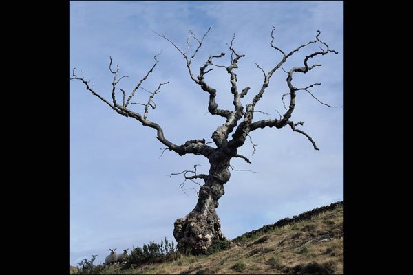 708025 Gnarled Tree A4 Photo Print