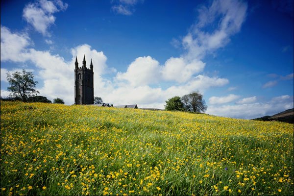 708030 Wide Comb Buttercup Flowers, Devon, England A4 Photo Print